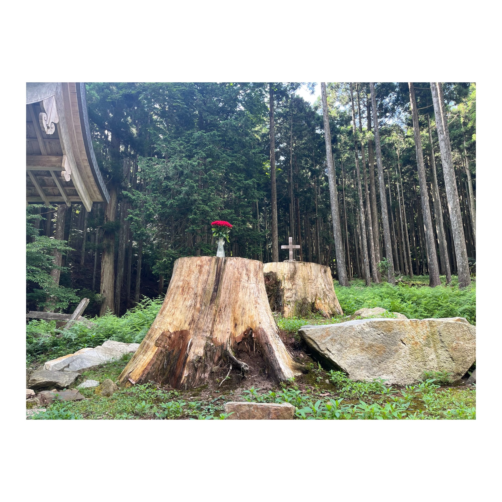 【販売中】HATOHA COLLECTION